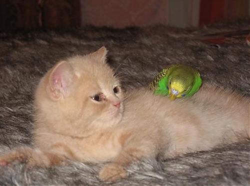 Klik op de afbeelding voor een grotere versie

Naam:  kat&vogel.jpg
Bekeken: 150
Grootte:  37,8 KB
ID: 48669