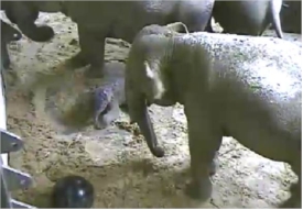 Naam: olifant1.jpg.275.jpg
Bekeken: 241
Grootte: 43,2 KB