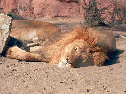 Klik op de afbeelding voor een grotere versie

Naam:  Lion0001_1024-African_Lion-male-by_Ralf_Schmode.jpg
Bekeken: 100
Grootte:  166,6 KB
ID: 52454