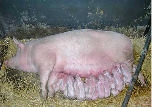 Klik op de afbeelding voor een grotere versie

Naam:  zeug-biggen.jpg
Bekeken: 156
Grootte:  41,2 KB
ID: 53928