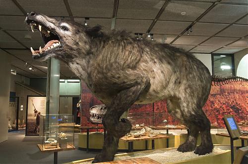 Klik op de afbeelding voor een grotere versie

Naam:  Andrewsarchus.jpg
Bekeken: 221
Grootte:  164,8 KB
ID: 57445