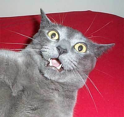 Naam: scared_kitty.jpg
Bekeken: 217
Grootte: 21,2 KB