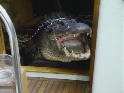 Klik op de afbeelding voor een grotere versie

Naam:  miamivice-elvis01.jpg
Bekeken: 151
Grootte:  50,1 KB
ID: 60438