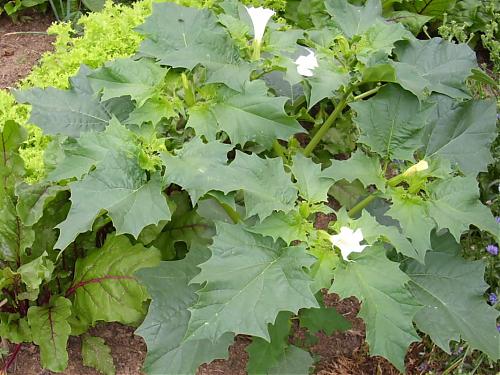 Klik op de afbeelding voor een grotere versie

Naam:  plant.jpg
Bekeken: 145
Grootte:  258,9 KB
ID: 70377