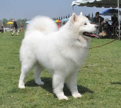 Naam: Samoyeed.jpg
Bekeken: 2367
Grootte: 27,8 KB
