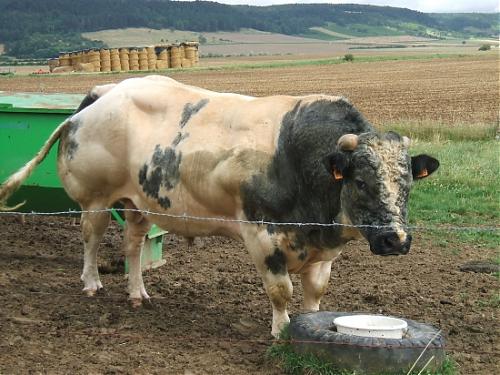 Klik op de afbeelding voor een grotere versie

Naam:  taureau-blanc-bleu-belge-1260890497-1235515.jpg
Bekeken: 116
Grootte:  225,5 KB
ID: 79379