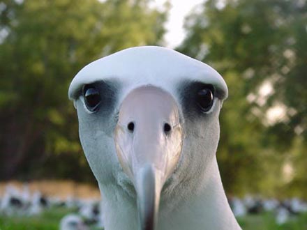 Naam: albatros_I_stare.jpg
Bekeken: 137
Grootte: 17,9 KB