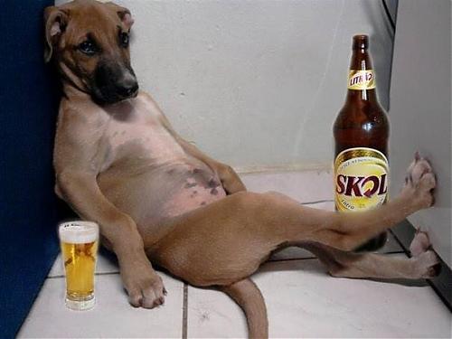 Klik op de afbeelding voor een grotere versie

Naam:  hond in de aanbieding.jpg
Bekeken: 551
Grootte:  52,2 KB
ID: 81042