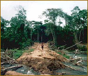 Naam: deforested_roadway.jpg
Bekeken: 53
Grootte: 21,3 KB
