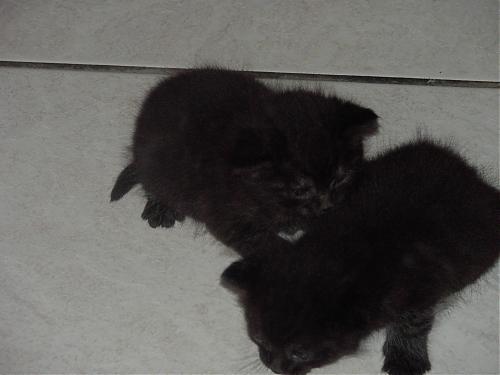 Klik op de afbeelding voor een grotere versie

Naam:  cindy +poezie 008.jpg
Bekeken: 325
Grootte:  700,1 KB
ID: 8236