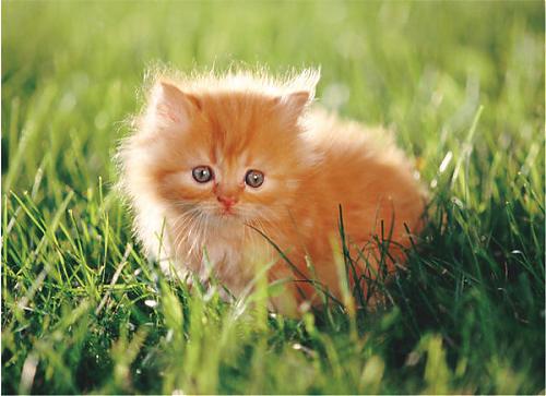 Klik op de afbeelding voor een grotere versie

Naam:  kitten.jpg
Bekeken: 217
Grootte:  78,6 KB
ID: 82679