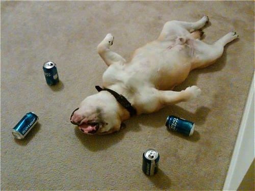 Klik op de afbeelding voor een grotere versie

Naam:  drunken-dog.jpg
Bekeken: 168
Grootte:  123,3 KB
ID: 83857