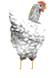 Naam: animated-gifs-chicken-34.gif
Bekeken: 376
Grootte: 7,1 KB
