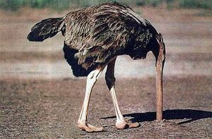 Naam: struisvogel_in_het_zand.jpg
Bekeken: 429
Grootte: 19,2 KB