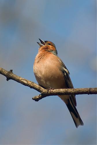 Klik op de afbeelding voor een grotere versie

Naam:  Vogel%202_februari_art.jpg
Bekeken: 108
Grootte:  44,2 KB
ID: 86670