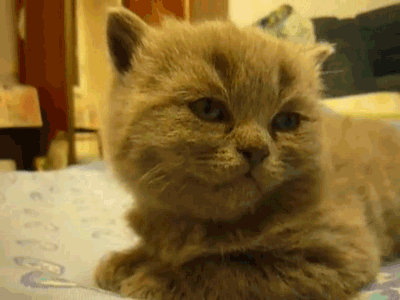 Naam: tumblr_lne75tIgdg1qg51mgo1_400.gif
Bekeken: 247
Grootte: 487,7 KB