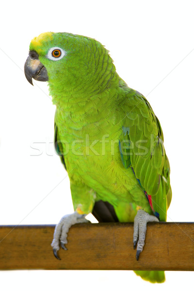 Naam: 799410_stock-photo-amazon-parrot.jpg
Bekeken: 45
Grootte: 53,6 KB