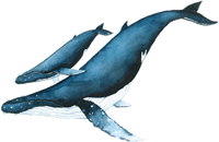 Naam: whale-and-baby.png
Bekeken: 70
Grootte: 9,9 KB