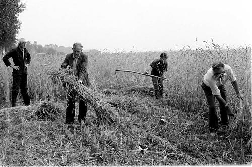 Klik op de afbeelding voor een grotere versie

Naam:  Maaien met de zeis.jpg‎
Bekeken: 62
Grootte:  79,8 KB
ID: 104367