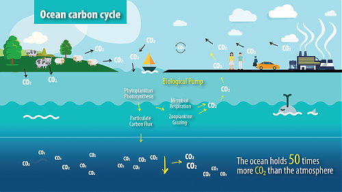 Klik op de afbeelding voor een grotere versie

Naam:  ocean-carbon-cycle.png‎
Bekeken: 25
Grootte:  427,0 KB
ID: 110333