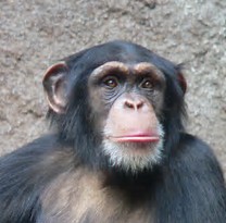 Naam: chimp.jpg
Bekeken: 154
Grootte: 13,8 KB