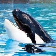 Naam: orca-whale-190.jpg
Bekeken: 125
Grootte: 18,3 KB