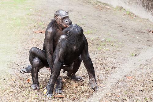 Klik op de afbeelding voor een grotere versie

Naam:  bonobo.jpg‎
Bekeken: 57
Grootte:  293,9 KB
ID: 102187