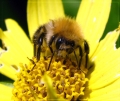 hommel's schermafbeelding