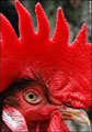 Little Red Rooster's schermafbeelding